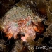 crab_hermit_anemone_ta_hsb_r_h_0249_kom5237.jpg